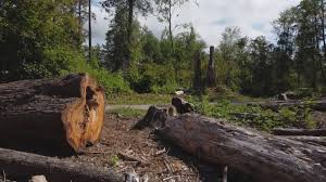 Best Tree Preservation Services  in Berlin, WI