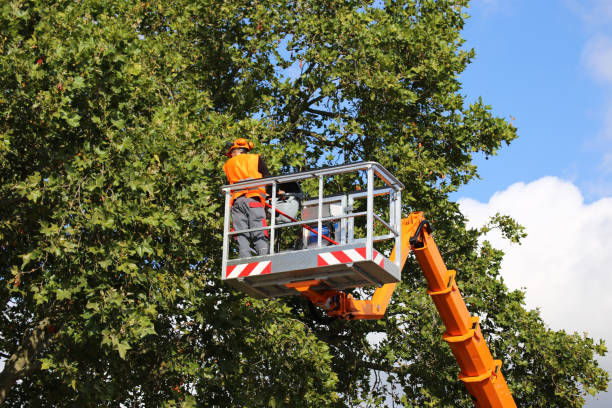 Best Tree Mulching  in Berlin, WI