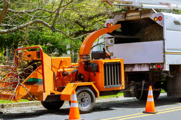 Best Hazardous Tree Removal  in Berlin, WI
