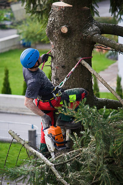 Best Palm Tree Trimming  in Berlin, WI