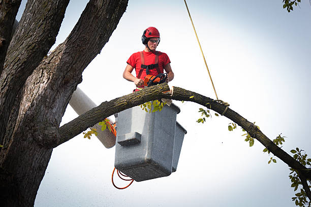 Reliable Berlin, WI Tree Removal Solutions