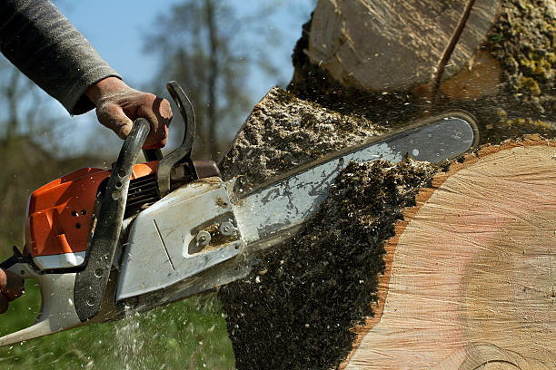 Best Tree Risk Assessment  in Berlin, WI
